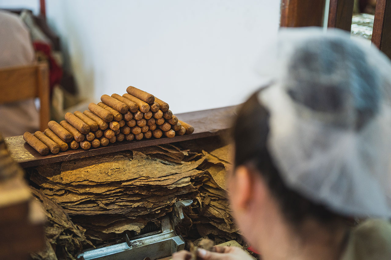 rolled cigars and tobacco leaves wrappers in a factory